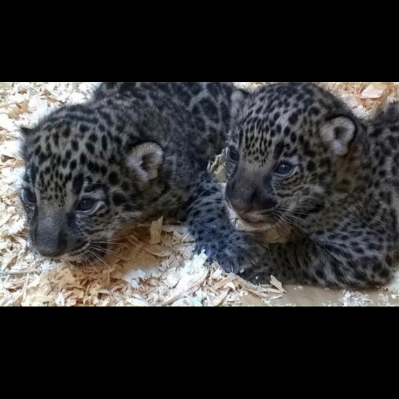 Jaguar Plush Set - Picture 4 of 4